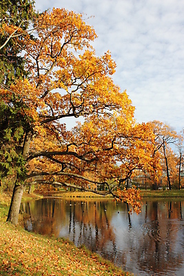 포토 JPG 해외이미지 나무 공원 잎 오리 사람없음 물 가을 러시아 시트 해외202004 해외포토 자연요소 식물 계절 공공시설 유럽 조류 파일형식 이미지허브
