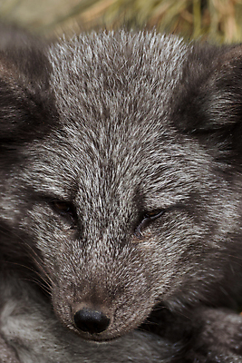 포토 JPG 해외이미지 동물 유럽 야생동물 장난 포유류 자연 털 동물원 종류 사람없음 야외 갈색 환경 검은색 어둠 놀람 회색 추위 아기 닫기 강아지 작음 북극 스마트 호기심 생물학 여우 육식동물 북쪽 동물상 생태학 해외202004 해외포토 교육 감정 나라 컬러 컨셉 모션 표정 사람 반려동물 조형물 개 크기 극지방 방향 생태계 파일형식 이미지허브