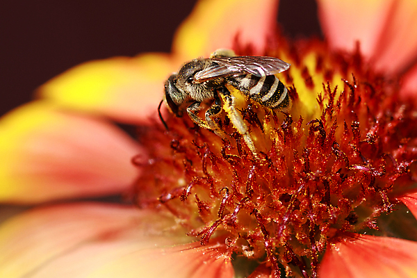 포토 JPG 해외이미지 식물 동물 계절 꽃잎 꽃 포즈 곤충 잎 꽃무늬 밭 날개 자연 안테나 사람없음 야외 초록색 여름 노란색 봄 벚꽃 업무 작업 꿀벌 작음 수분 벌 수집 생물학 바쁨 꽃가루 꿀 내추럴 해외202004 해외포토 교육 컬러 무늬 농업 통신 벌_곤충 크기 가루 생태계 파일형식 이미지허브