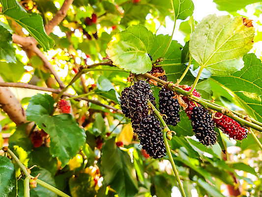 포토 JPG 해외이미지 나무 식물 열매 음식 백그라운드 잎 과일 자연 디저트 건강 사람없음 야외 빨간색 초록색 정원 보라색 검은색 나뭇가지 신선 달콤 맛 유기농 블랙베리 건강식 내추럴 숙성 채식주의자 해외202004 해외포토 웰빙 컬러 컨셉 생태계 채식 파일형식 이미지허브