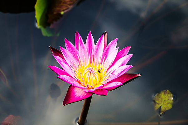 포토 JPG 해외이미지 식물 공원 꽃잎 꽃 선 분홍색 패턴 태국 자연 동양인 사람없음 장식 초록색 물 정원 스파 침묵 벚꽃 개화 심볼 순수 떠남 해외202004 해외포토 자연요소 공공시설 아시아 컬러 컨셉 무늬 모션 인종 소리 생태계 파일형식 이미지허브