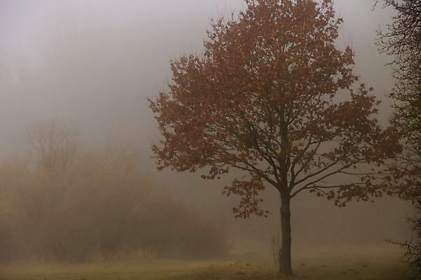포토 JPG 해외이미지 나무 식물 백그라운드 겨울 자연 아침 풍경 사람없음 목재 강 봄 새벽 습기 젖음 안개 나뭇가지 신선 개울 숲 보호구역 뿌연 해외202004 해외포토 주간 자연요소 계절 재료 날씨 생태계 구역 파일형식 이미지허브