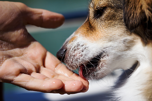 포토 JPG 해외이미지 동물 1 손 여자 행복 포유류 놀이 함께함 사랑 사람 사람없음 반려동물 고양이 우정 흰색 대접 개 달콤 강아지 핥기 작음 혀 주인 송곳니 기르기 해외202004 해외포토 감정 컬러 컨셉 모션 신체부위 친구 입 맛 치아 크기 돌봄 파일형식 이미지허브