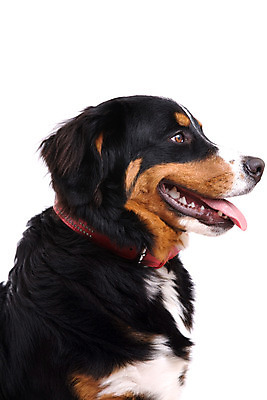 포토 JPG 해외이미지 동물 사람없음 옆모습 반려동물 개 강아지 혀 흰배경 송곳니 고립 해외202004 해외포토 뷰포인트 백그라운드 포유류 흰색 입 치아 파일형식 이미지허브