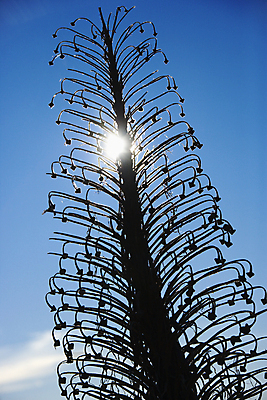 포토 JPG 해외이미지 식물 실루엣 줄기 국립공원 사람없음 야외 세로 사진촬영 미국 유기농 원예 하와이 해외202004 해외포토 웰빙 공원 북아메리카 촬영기법 취미 촬영 파일형식 이미지허브