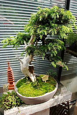 포토 JPG 해외이미지 식물 디자인 공원 꽃잎 행복 잎 자연 주택 사람없음 장식 빨간색 초록색 컬러풀 정원 일본 봄 소나무 시장 유기농 원예 냄새 분재 내추럴 꽃수술 막자 가문비나무 해외202004 해외포토 나무 웰빙 계절 공공시설 꽃 감정 아시아 컬러 취미 건물 생태계 파일형식 이미지허브