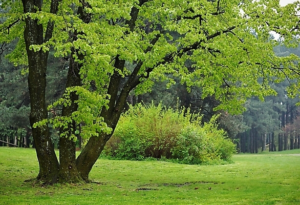 포토 JPG 해외이미지 나무 계절 공원 여행 단풍 잎 밭 자연 날씨 풍경 사람없음 야외 목재 초록색 햇빛 평화 환경 화목 봄 트래킹 하이킹 시골 신선 숲 큼 땅 순수 장면 라임 지역 내추럴 해외202004 해외포토 식물 공공시설 컬러 컨셉 농업 과일 재료 레저 태양 크기 생태계 파일형식 이미지허브