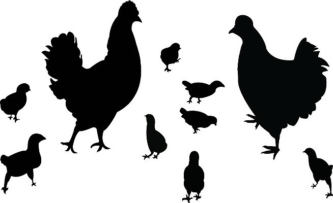 EPS 해외이미지 동물 실루엣 어린이 음식 일러스트 가족 자연 엄마 병아리 검은색 치킨 흰색 수탉 내추럴 고립 무료 암탉 해외202004 해외일러스트 컬러 관계 조류 촬영기법 사람 닭 암컷 수컷 생태계 닭고기요리 파일형식 벡터 이미지허브