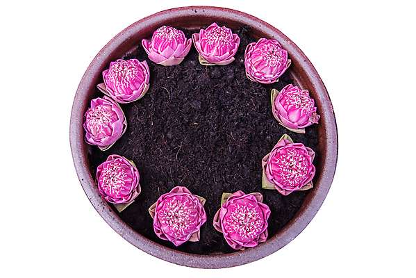 포토 JPG 해외이미지 식물 꽃 분홍색 백그라운드 컨셉 잎 자연 새로움 아이디어 사람없음 장식 정원 성장 흰색 도자기 냄비 작음 오브젝트 원예 점토 고립 심기 해외202004 해외포토 컬러 모션 취미 솥 크기 생태계 파일형식 이미지허브