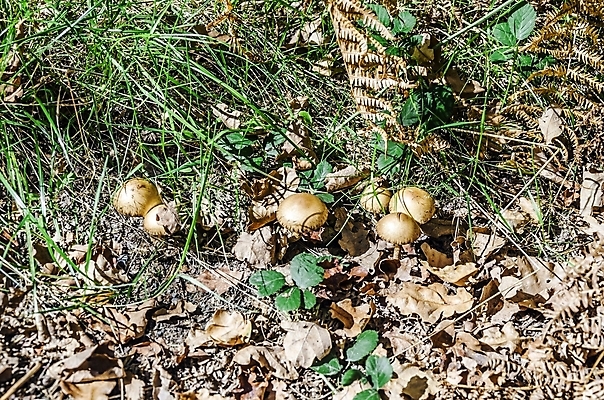 포토 JPG 해외이미지 식물 1 계절 음식 자연 사람없음 컬러풀 갈색 어둠 버섯 가을 독약 그룹 닫기 먹기 싱글 내추럴 해외202004 해외포토 컬러 모션 생태계 파일형식 이미지허브