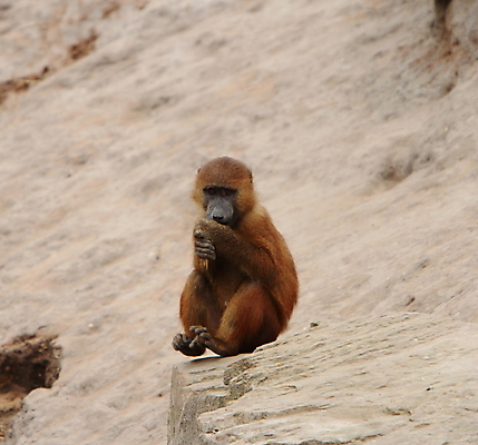포토 JPG 해외이미지 동물 야생동물 가족 청소년 자연 털 사람없음 원숭이 소셜 힘찬 해외202004 해외포토 컨셉 포유류 관계 사람 생태계 파일형식 이미지허브