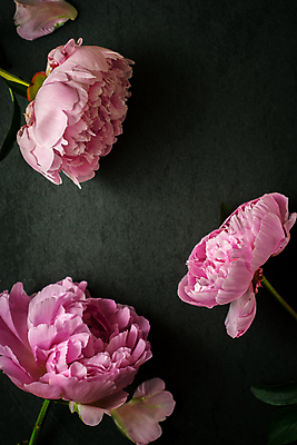 포토 JPG 해외이미지 식물 꽃잎 꽃 분홍색 백그라운드 잎 자연 탁자 사람없음 장식 세로 초록색 검은색 어둠 벚꽃 우아함 자르기 향기 아로마 향 작약 취급주의 세련 해외202004 해외포토 컬러 가구 컨셉 모션 경고 생태계 냄새 파일형식 이미지허브