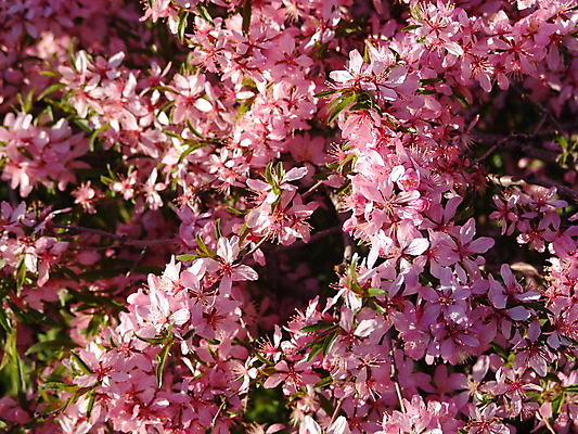 포토 JPG 해외이미지 식물 계절 꽃 풍경 사람없음 야외 장식 환경 봄 활발 벚꽃 나뭇가지 개화 닫기 선택 수분 배열 향기 화단 부드러움 향 서식지 채소밭 영원 해외202004 해외포토 나무 컨셉 밭 모션 감각 냄새 파일형식 이미지허브