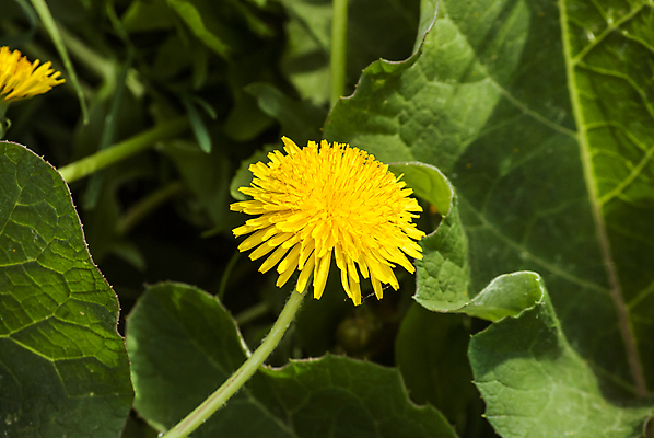 포토 JPG 해외이미지 식물 계절 꽃 백그라운드 잎 밭 모션 자연 하늘 아침 부활절 풍경 잔디 사람없음 야외 초록색 여름 파란색 빛 태양 노란색 머리 환경 정원 맑음 봄 성장 벚꽃 흰색 시골 민들레 불기 땅 싱글 데이지 장면 고립 해외202004 해외포토 주간 자연요소 기념일 컬러 농업 날씨 신체부위 생태계 파일형식 이미지허브