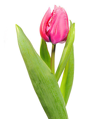 포토 JPG 해외이미지 식물 꽃잎 꽃 줄기 꽃다발 자연 사람없음 장식 정원 튤립 흰색 다발 해외202004 해외포토 컬러 생태계 파일형식 이미지허브