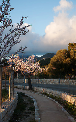 포토 JPG 해외이미지 나무 식물 계절 꽃잎 꽃 분홍색 백그라운드 컨셉 잎 꽃무늬 농업 자연 하늘 창조 사람없음 야외 초록색 파란색 정원 봄 벚꽃 흰색 나뭇가지 신선 개화 스페인 닫기 부드러움 아몬드 내추럴 밭일 전설 해외202004 해외포토 유럽 산업 컬러 무늬 모션 견과류 감각 생태계 파일형식 이미지허브