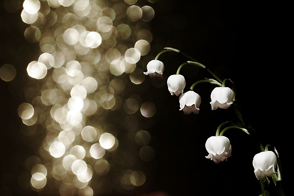 포토 JPG 해외이미지 식물 디자인 꽃 백그라운드 꽃무늬 텍스트 자연 미술 사람없음 야외 초록색 여름 빛 노란색 우주 계곡 어둠 봄 종 흰색 황금 닫기 숲 백합 작음 허브 향수 묘사 보케 향기 냄새 아로마 슛 취급주의 해외202004 해외포토 계절 컬러 무늬 모션 문화예술 경고 화장품 크기 생태계 파일형식 이미지허브