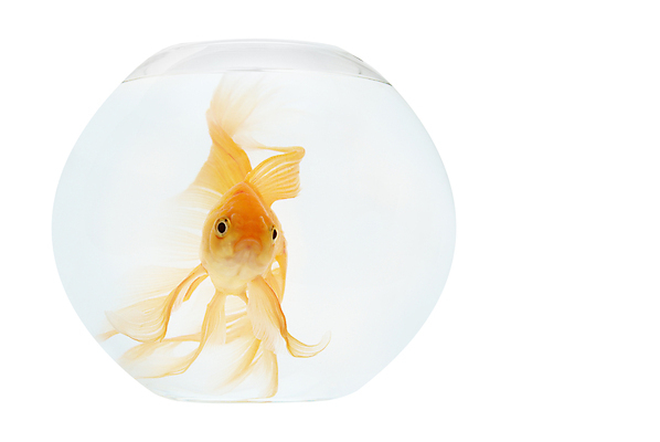 포토 JPG 해외이미지 동물 1 바다 백그라운드 컨셉 오렌지 모션 자연 유리 새로움 어류 사람없음 물 반려동물 수중 거품 자유 흰색 물방울 액체 사발 황금 닫기 떨어짐 작음 어항 탈출 아래 싱글 꼬리 금붕어 탱크 수족관 고립 무료 해외202004 해외포토 자연요소 컬러 과일 재질 수중동물 사기그릇 크기 방향 생태계 위치 파일형식 이미지허브
