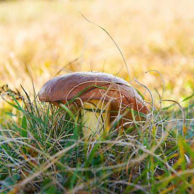 포토 JPG 해외이미지 식물 계절 공원 음식 줄기 백그라운드 잎 다이어트 채소 오렌지 재료 자연 건강 이끼 사람없음 야외 초록색 여름 갈색 노란색 버섯 가을 신선 숲 유기농 내추럴 곰팡이 그물버섯 식용 캡모자 해외202004 해외포토 모자_잡화 웰빙 공공시설 컬러 과일 생태계 파일형식 이미지허브