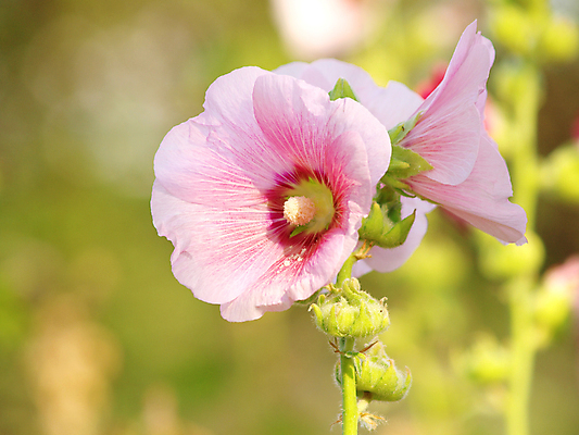 포토 JPG 해외이미지 식물 꽃 잎 가족 자연 사람없음 빨간색 초록색 새싹 벚꽃 히비스커스 해외202004 해외포토 컬러 관계 생태계 파일형식 이미지허브