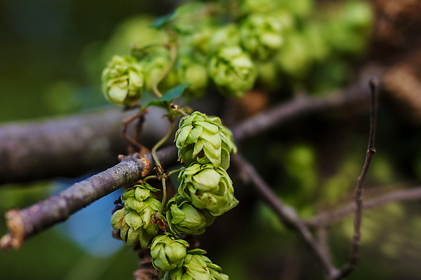 포토 JPG 해외이미지 주간 사람없음 야외 아웃포커스 나뭇가지 해외202004 홉 해외포토 자연요소 나무 식물 촬영기법 파일형식 이미지허브