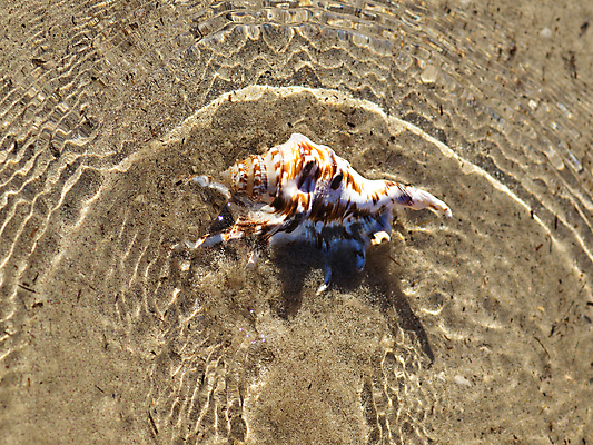 포토 JPG 해외이미지 계절 모래 파도 바다 여행 백그라운드 컨셉 자연 휴가 조개 휴식 연체동물 해변 사람없음 야외 세로 파란색 모래사장 햇빛 여행객 맑음 침묵 껍질 흰색 뜨거움 황금 소라 떨어짐 휴양지 이국적 터키석 파라다이스 해외202004 해외포토 컬러 날씨 어패류 무척추동물 사람 태양 소리 장소 보석 생태계 파일형식 이미지허브