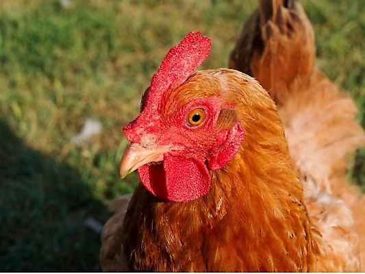 포토 JPG 해외이미지 식물 동물 농업 조류 사람없음 빨간색 농장 치킨 가축 시골 신선 깃털 날것 암탉 많음 해외202004 해외포토 산업 컬러 컨셉 닭 암컷 닭고기요리 파일형식 이미지허브