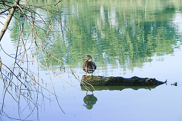 포토 JPG 해외이미지 나무 식물 동물 자연 조류 오리 서기 사람없음 야외 물 파란색 강 반사 나뭇가지 깃털 부리 다뉴브강 동물상 해외202004 해외포토 자연요소 컬러 모션 조형물 생태계 파일형식 이미지허브