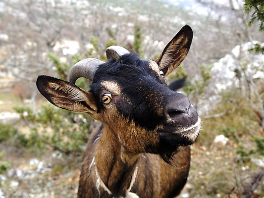 포토 JPG 해외이미지 동물 자연 염소 사람없음 반려동물 해외202004 해외포토 포유류 생태계 파일형식 이미지허브