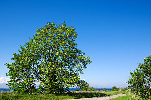 포토 JPG 해외이미지 나무 식물 계절 도로 백그라운드 낙엽 잎 자연 하늘 스웨덴 풍경 사람없음 야외 초록색 물 여름 파란색 태양 우주 환경 봄 성장 나뭇가지 신선 고독 큼 땅 싱글 내추럴 발트해 수평선 해외202004 해외포토 자연요소 감정 길 바다 컬러 교통시설 북유럽 크기 생태계 파일형식 이미지허브