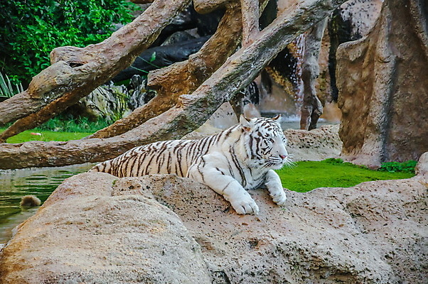 포토 JPG 해외이미지 나무 동물 1 응시 시선 아시아 얼굴 야생동물 백그라운드 신체 포유류 아프리카 자연 털 동물원 사람없음 야외 노란색 머리 검은색 고양이 줄무늬 흰색 관찰 호랑이 숲 위험 큼 피부 코 귀 육식동물 표범 시베리아 해외202004 해외포토 식물 나라 컬러 컨셉 무늬 모션 신체부위 반려동물 크기 생태계 파일형식 이미지허브