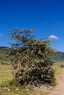 포토 JPG 해외이미지 나무 식물 구름 계절 공원 호수 야생동물 아프리카 자연 하늘 건조 풍경 사람없음 야외 가로 빨간색 물 여름 파란색 빛 강 햇빛 반사 평화 환경 침묵 사막 바위 신선 황무지 사파리 장면 케냐 남쪽 내추럴 나미비아 생태학 샤워실 세렝게티 지질학 탄자니아 화강암 해외202004 해외포토 자연요소 동물 공공시설 교육 나라 컬러 컨셉 태양 소리 암석 돌_바위 방향 생태계 남아프리카 샤워시설 파일형식 이미지허브
