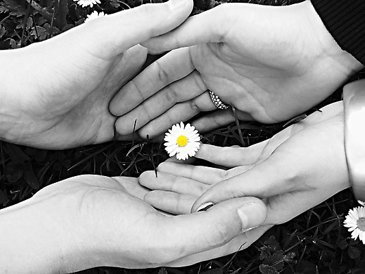 포토 JPG 해외이미지 꽃 사랑 사람없음 잡기 보호 데이지 공유 돌봄 해외202004 해외포토 식물 감정 컨셉 모션 파일형식 이미지허브