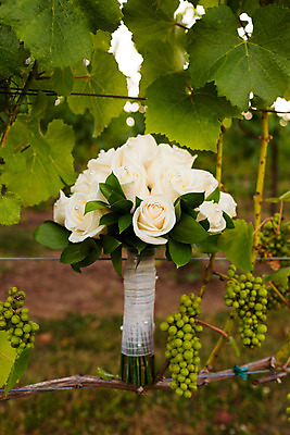 포토 JPG 해외이미지 꽃 꽃다발 결혼 꽃무늬 기념 사랑 사람없음 야외 장미 파티 흰색 축하 포도밭 양조장 접수 해외202004 해외포토 식물 감정 컬러 컨셉 무늬 밭 이벤트 파일형식 이미지허브