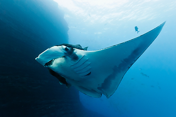 포토 JPG 해외이미지 동물 야생동물 바다 자연 멕시코 어류 사람없음 물 파란색 수중 광선 동물상 해외202004 해외포토 자연요소 컬러 북아메리카 조형물 수중동물 생태계 파일형식 이미지허브