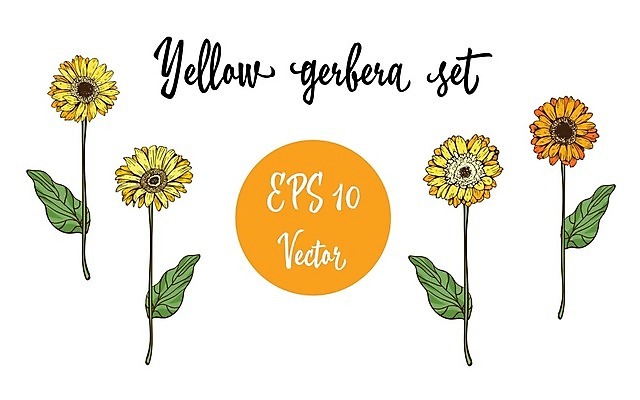 EPS 해외이미지 꽃 백그라운드 잎 꽃무늬 일러스트 수채화 국화 사람없음 노란색 황금 수집 데이지 거베라 금잔화 캐모마일 해외202004 해외일러스트 식물 컬러 무늬 허브 파일형식 벡터 이미지허브