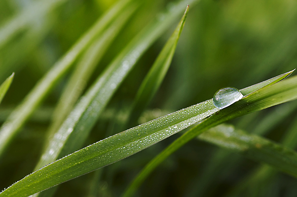 포토 JPG 해외이미지 잎 목걸이 자연 추상 사람없음 초록색 젖음 물방울 칼날 떨어짐 이슬 구슬 해외202004 해외포토 식물 컬러 컨셉 무늬 장신구 생태계 파일형식 이미지허브