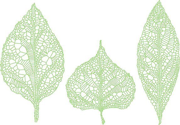 EPS 해외이미지 모양 식물 계절 실루엣 선 잎 패턴 일러스트 자연 표면 그래픽 초록색 세트 환경 봄 가을 흰색 수집 묘사 그림 질감 윤곽 정맥 고립 해외202004 해외일러스트 컬러 무늬 촬영기법 생태계 혈관 파일형식 벡터 이미지허브