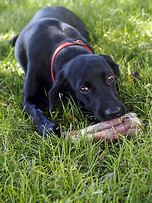 포토 JPG 해외이미지 동물 자연 뼈 사람없음 반려동물 개 해외202004 해외포토 포유류 생태계 파일형식 이미지허브