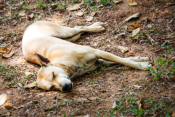포토 JPG 해외이미지 휴식 사람없음 잠 개 숲 낮잠 내추럴 땅바닥 쉬운 해외202004 해외포토 컨셉 포유류 바닥 파일형식 이미지허브