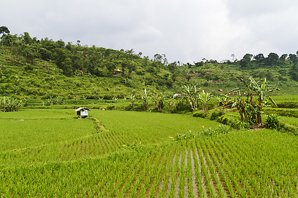 포토 JPG 해외이미지 식물 전통 계절 아시아 문화 지구 음식 여행 백그라운드 잎 패턴 농업 자연 밥 동양인 풍경 사람없음 야외 초록색 물 여름 파란색 농작물 농장 농경지 노란색 환경 맑음 젖음 수확 시골 신선 낟알 유기농 인도네시아 동쪽 내추럴 논밭 밭일 해외202004 해외포토 자연요소 웰빙 나라 산업 컬러 무늬 밭 날씨 논 인종 방향 생태계 파일형식 이미지허브