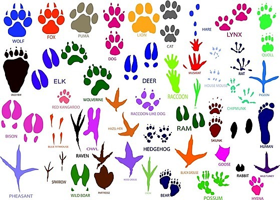 EPS 해외이미지 동물 일러스트 곰 사슴 고양이 토끼 개 쥐 인쇄 사자 들소 문신 비둘기 여우 참새 부엉이 거위 캥거루 꿩 까마귀 칠면조 늑대 고슴도치 램 엘크 자취 스라소니 해외202004 해외일러스트 포유류 조류 반려동물 소 설치류 파일형식 벡터 이미지허브