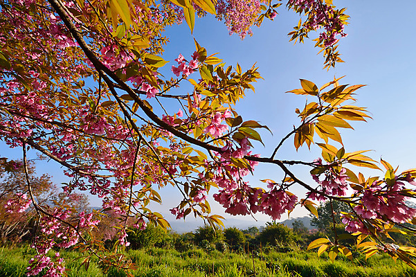 포토 JPG 해외이미지 나무 식물 계절 공원 꽃잎 꽃 아시아 도로 분홍색 백그라운드 잎 겨울 꽃무늬 태국 자연 하늘 발렌타인데이 사람없음 야외 목재 초록색 파란색 컬러풀 정원 봄 성장 벚꽃 나뭇가지 신선 체리 달콤 순수 묘사 북쪽 동쪽 내추럴 히말라야 해외202004 해외포토 공공시설 나라 길 컬러 컨셉 무늬 과일 재료 교통시설 데이이벤트 맛 방향 생태계 파일형식 산맥 이미지허브