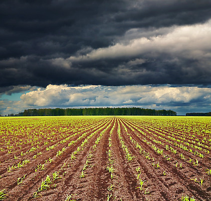 포토 JPG 해외이미지 식물 구름 계절 산업 선 밭 농업 채소 자연 하늘 날씨 옥수수 풍경 사람없음 야외 초록색 빛 농작물 농장 농경지 새싹 환경 어둠 봄 성장 시골 숲 시리얼 밀 뿌리기 폭풍 뇌우 묘목 밭일 시베리아 줄서기 평야 해외202004 해외포토 자연요소 나무 음식 컬러 모션 곡류 생태계 파일형식 이미지허브