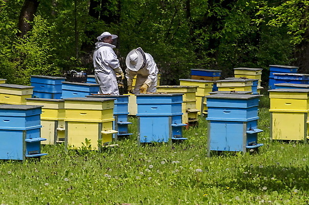 포토 JPG 해외이미지 나무 동물 음식 곤충 2 밭 자연 주택 프레임 건강 사람 풍경 사람없음 목재 초록색 여름 상자 약 업무 숲 벌 꿀 찌르기 베일 벌집 밀랍 불가리아 식민지 양봉 양봉장 왁스 흡연자 해외202004 해외포토 식물 계절 컬러 농업 재료 의학 모션 흡연 건물 작업 생태계 파일형식 남유럽 이미지허브
