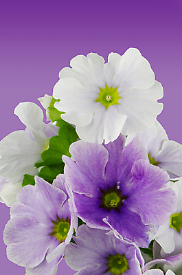 포토 JPG 해외이미지 잎 실내 사람없음 제비꽃 보라색배경 해외202004 해외포토 식물 꽃 백그라운드 내부 보라색 파일형식 이미지허브