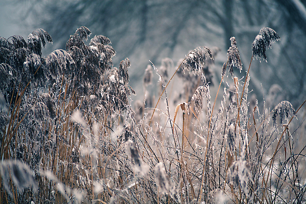포토 JPG 해외이미지 나무 겨울 풍경 사람없음 마을 안개 흰색 나뭇가지 시골 서리 자작나무 1월 벨로루시 해외202004 해외포토 식물 계절 컬러 날씨 날짜 파일형식 이미지허브