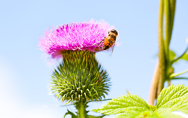 포토 JPG 해외이미지 식물 계절 꽃 줄기 분홍색 곤충 백그라운드 잎 꽃무늬 자연 포도 사람없음 야외 초록색 여름 컬러풀 머리 보라색 들꽃 벚꽃 가시 닫기 벌 척추 날카로움 엉겅퀴 내추럴 해외202004 해외포토 동물 컬러 무늬 과일 모션 뼈 신체부위 생태계 파일형식 이미지허브