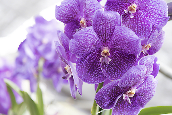 포토 JPG 해외이미지 식물 디자인 꽃잎 꽃 분홍색 꽃다발 잎 꽃무늬 패턴 자연 추상 사람없음 장식 환경 정원 보라색 봄 벚꽃 흰색 나뭇가지 시골 난초 우아함 닫기 배열 제비꽃 네덜란드 보케 호접란 향 내추럴 해외202004 해외포토 나무 계절 유럽 컬러 컨셉 무늬 모션 생태계 파일형식 이미지허브