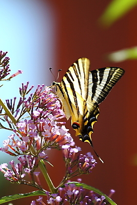 포토 JPG 해외이미지 식물 꽃 야생동물 나비 곤충 꽃무늬 사람없음 여름 노란색 봄 해외202004 해외포토 동물 계절 컬러 무늬 파일형식 이미지허브